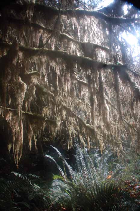 Hoh rain forest